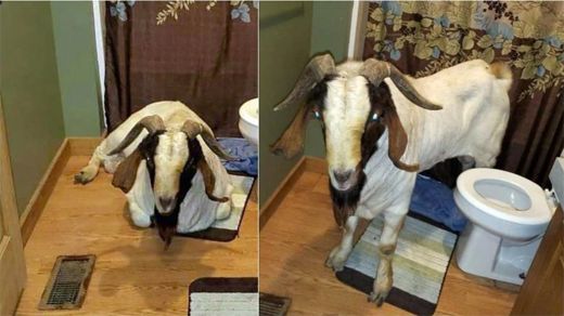 goat11oct19-1.jpg